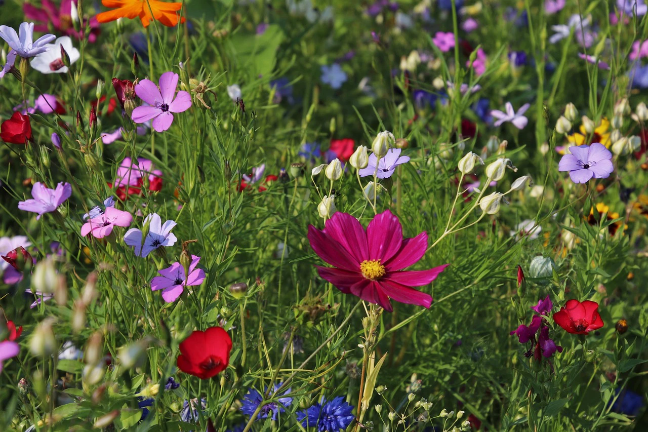 Les p’tites graines font les beaux jardins