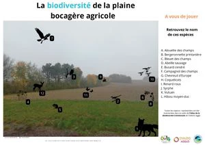 La Biodiversité de la plaine bocagère agricole